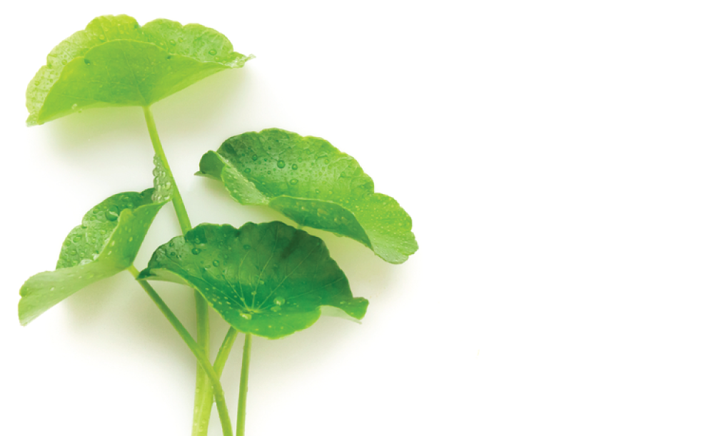 Центелла азиатская